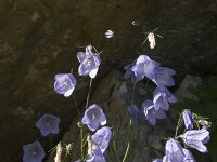Campanula rotundifolia 68, Grasklokje, Saxifraga-Willem van Kruijsbergen