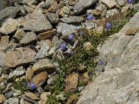 Campanula rotundifolia 7, Grasklokje, Saxifraga-Willem van Kruijsbergen