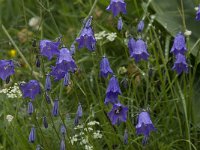 Campanula rotundifolia 8, Grasklokje, Saxifraga-Willem van Kruijsbergen