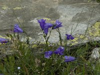 Campanula rotundifolia 9, Grasklokje, Saxifraga-Willem van Kruijsbergen