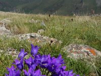 Campanula saxifraga ssp aucheri 11, Saxifraga-Ed Stikvoort