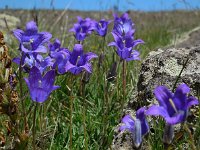 Campanula saxifraga ssp aucheri 2, Saxifraga-Ed Stikvoort