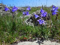 Campanula saxifraga ssp aucheri 3, Saxifraga-Ed Stikvoort