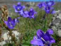 Campanula saxifraga ssp aucheri 4, Saxifraga-Ed Stikvoort