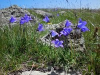 Campanula saxifraga ssp aucheri 5, Saxifraga-Ed Stikvoort