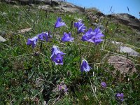 Campanula saxifraga ssp aucheri 6, Saxifraga-Ed Stikvoort