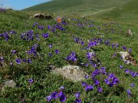 Campanula saxifraga ssp aucheri 8, Saxifraga-Ed Stikvoort