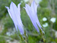 Campanula sibirica 2, Saxifraga-Jasenka Topic