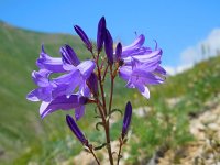 Campanula sibirica 4, Saxifraga-Ed Stikvoort