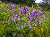 Campanula sibirica 6, Saxifraga-Ed Stikvoort