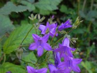 Campanula sibirica 8, Saxifraga-Ed Stikvoort