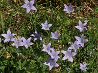 Campanula spatulata ssp sprunerana 3, Saxifraga-Harry Jans