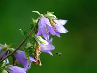 Campanula trachelium 24, Ruig klokje, Saxifraga-Bart Vastenhouw