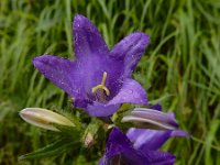 Campanula trachelium 28, Ruig klokje, Saxifraga-Ed Stikvoort