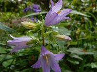 Campanula trachelium 37, Ruig klokje, Saxifraga-Ed Stikvoort