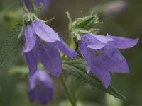 Campanula trachelium 38, Ruig klokje, Saxifraga-Willem van Kruijsbergen