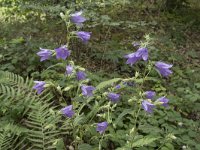 Campanula trachelium 39, Ruig klokje, Saxifraga-Willem van Kruijsbergen