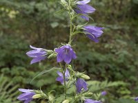 Campanula trachelium 41, Ruig klokje, Saxifraga-Willem van Kruijsbergen