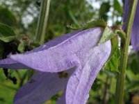 Campanula trachelium 9, Ruig klokje, Saxifraga-Rutger Barendse