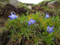 Campanula tridentata 2, Saxifraga-Ed Stikvoort