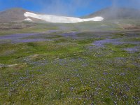 Campanula tridentata 6, Saxifraga-Ed Stikvoort