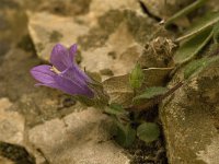 Campanula tubulosa 2, Saxifraga-Jan van der Straaten