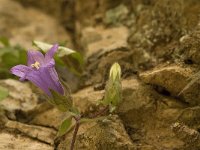 Campanula tubulosa 3, Saxifraga-Jan van der Straaten