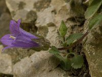 Campanula tubulosa 6, Saxifraga-Willem van Kruijsbergen