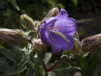 Campanula tubulosa 8, Saxifraga-Willem van Kruijsbergen