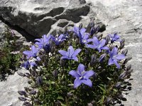 Campanula waldsteiniana 4, Saxifraga-Jasenka Topic