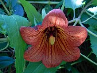 Canarina canariensis 12, Saxifraga-Ed Stikvoort