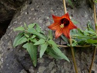 Canarina canariensis 14, Saxifraga-Ed Stikvoort