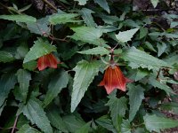 Canarina canariensis 17, Saxifraga-Ed Stikvoort