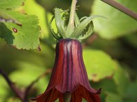 Canarina canariensis 2, Saxifraga-Dirk Hilbers