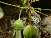 Canarina canariensis 20 Saxifraga-Ed Stikvoort