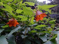 Canarina canariensis 21, Saxifraga-Ed Stikvoort