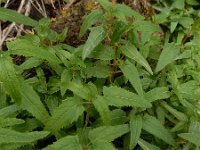 Canarina canariensis 22, Saxifraga-Ed Stikvoort