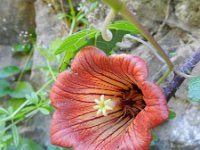 Canarina canariensis 3, Saxifraga-Rutger Barendse