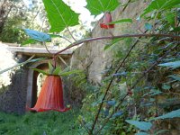 Canarina canariensis 4, Saxifraga-Rutger Barendse