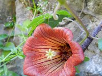 Canarina canariensis 5, Saxifraga-Rutger Barendse