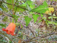 Canarina canariensis 6, Saxifraga-Rutger Barendse