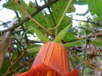 Canarina canariensis 7, Saxifraga-Rutger Barendse