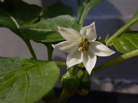 Capsicum annuum 6, Paprika, Saxifraga-Ed Stikvoort