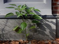 Capsicum annuum 8, Paprika, Saxifraga-Ed Stikvoort