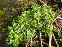 Cardamine amara 13, Bittere veldkers, Saxifraga-Rutger Barendse