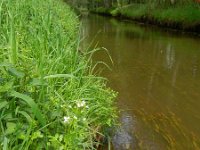 Cardamine amara 14, Bittere veldkers, Saxifraga-Rutger Barendse