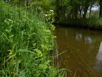 Cardamine amara 15, Bittere veldkers, Saxifraga-Rutger Barendse