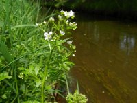 Cardamine amara 16, Bittere veldkers, Saxifraga-Rutger Barendse