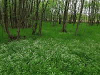 Cardamine amara 18, Bittere veldkers, Saxifraga-Hans Boll