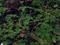 Cardamine amara 19, Bittere veldkers, Saxifraga-Hans Boll